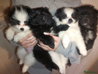 Pomeranian dogs Barnsley - Advert 14
