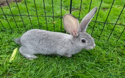 Continental Giant rabbits for sale: Beautiful Pure Giant Continental Babies  - Image 5