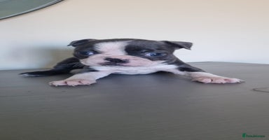 Boston Terrier dogs - Advert 2