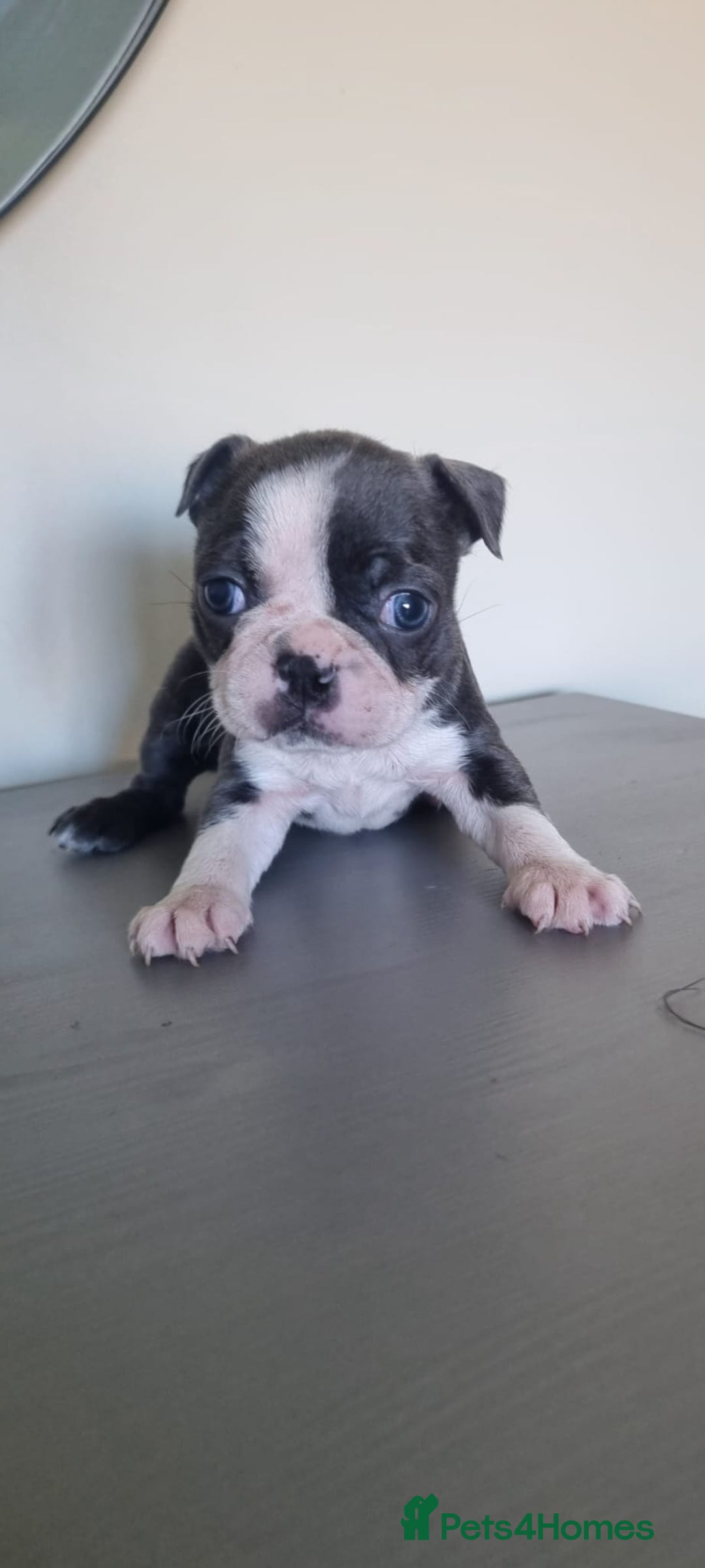 Boston Terrier dogs for sale: Last remaining Blue Boston girl - Image 2