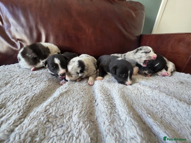 Mixed Breed dogs - Advert 4