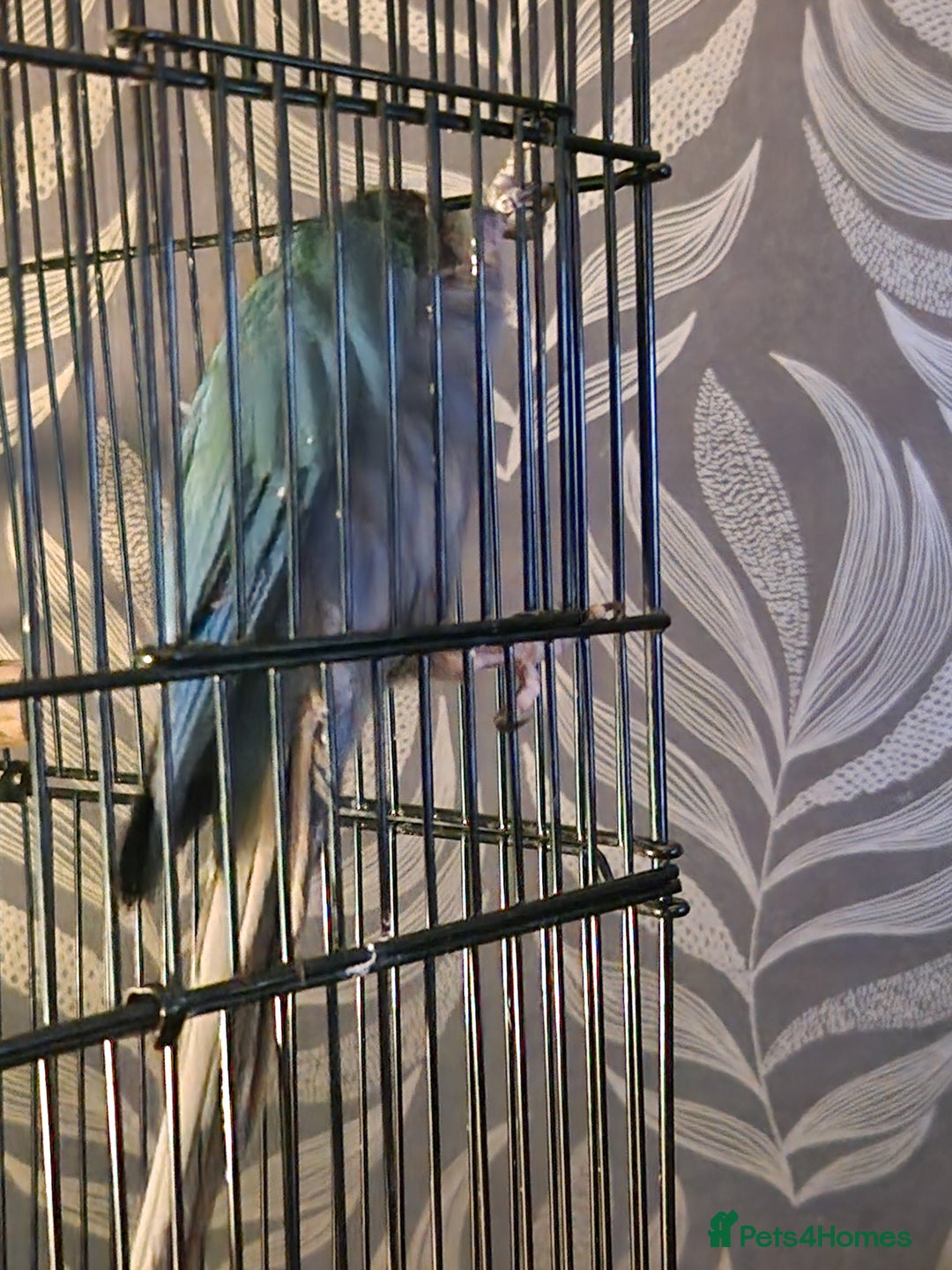 Conures birds for sale: Violet turquoise gcc - Image 6