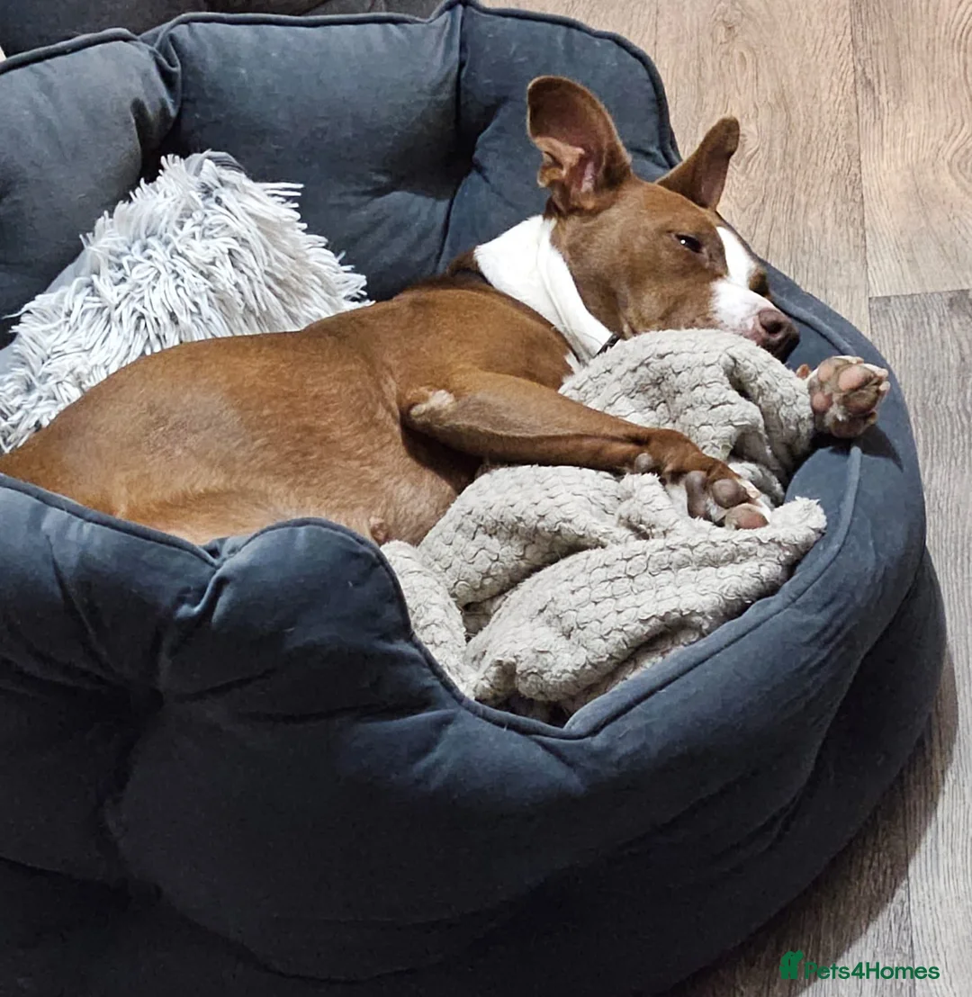 Mixed Breed dogs for adoption: Urgent 🚨 HELP Home Needed  in Hengoed - Advert 10