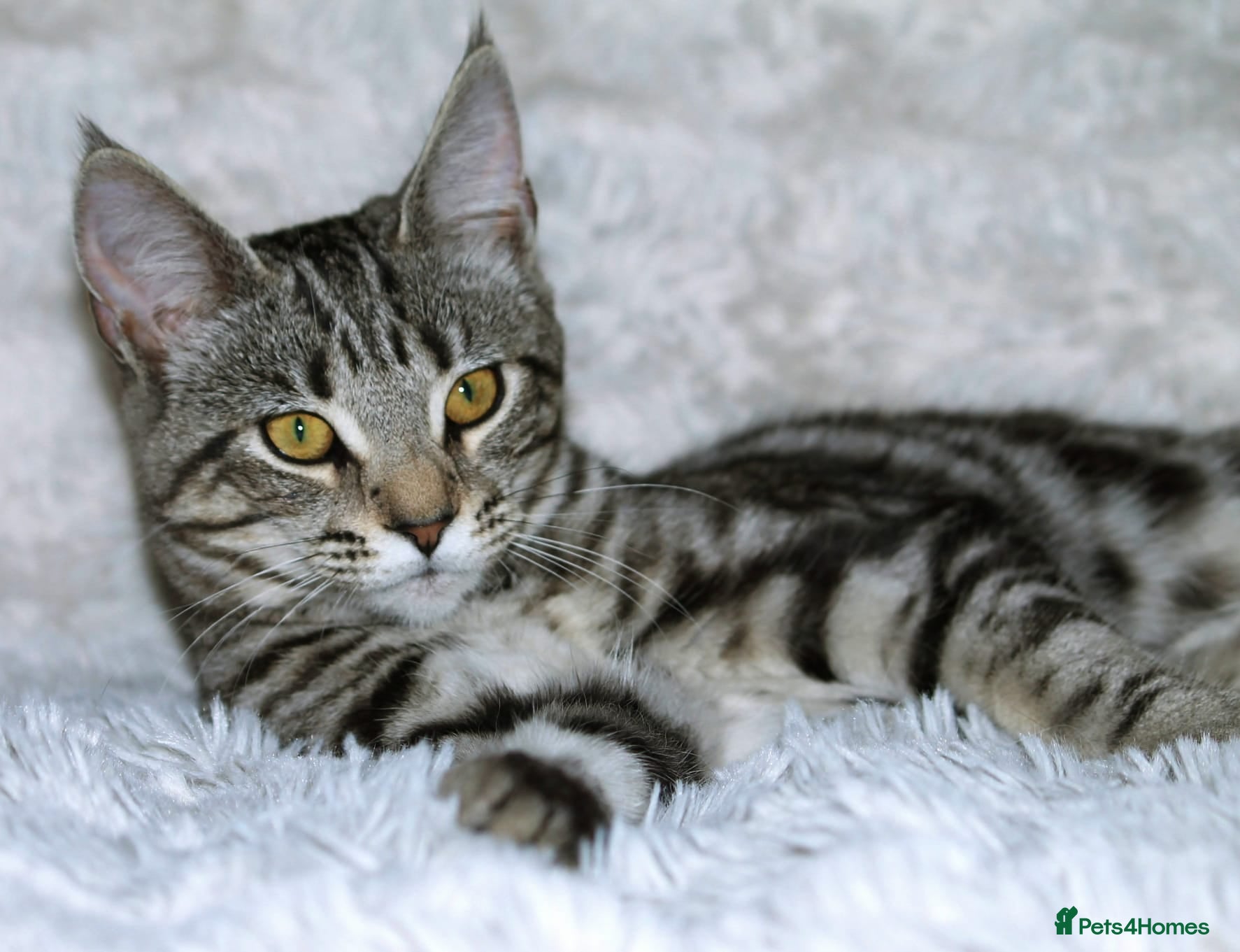 Maine Coon cats Half Maine Coon Kitten  - Advert 17