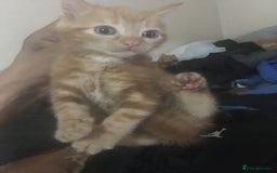 Mixed Breed cats for sale: Two beautiful ginger male kittens - Image 7