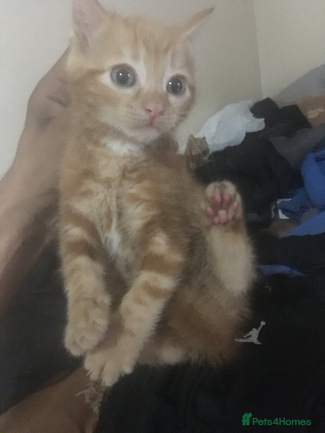Mixed Breed cats for sale: Two beautiful ginger male kittens - Image 7