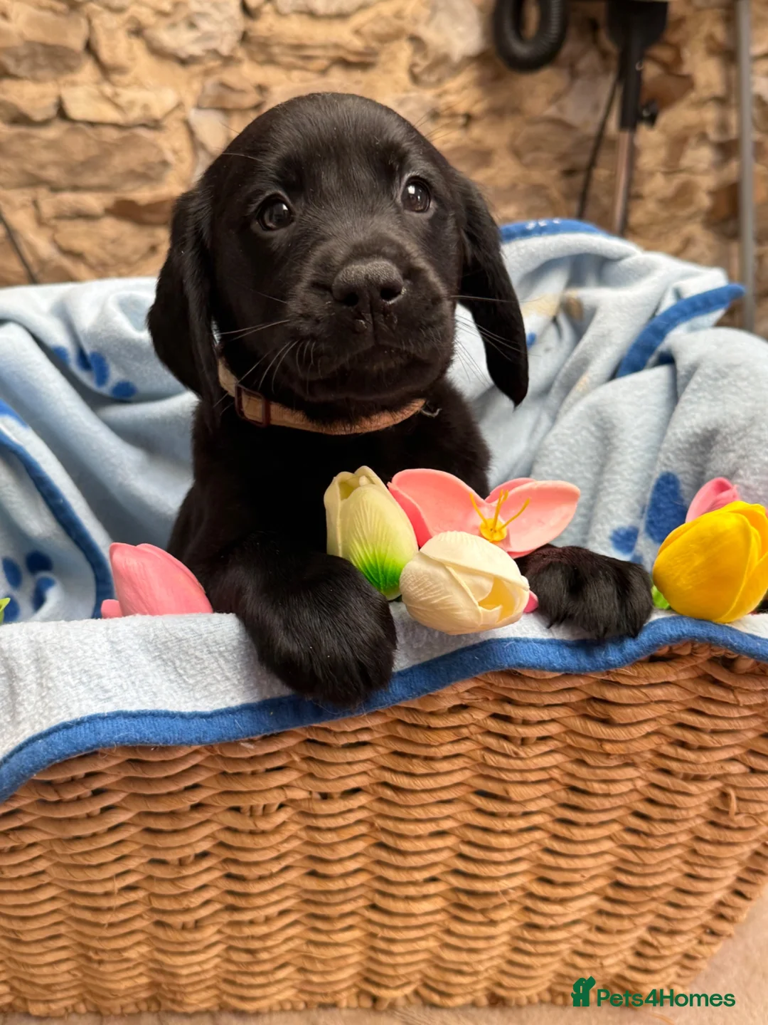 Goldador dogs for sale: Ready to leave Goldador puppies - Advert 2