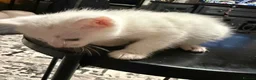Mixed Breed cats for sale: Kao Mani Mix - Advert 20