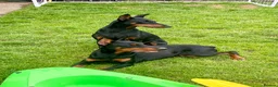 Dobermann dogs for sale: Doberman puppies  - Advert 10