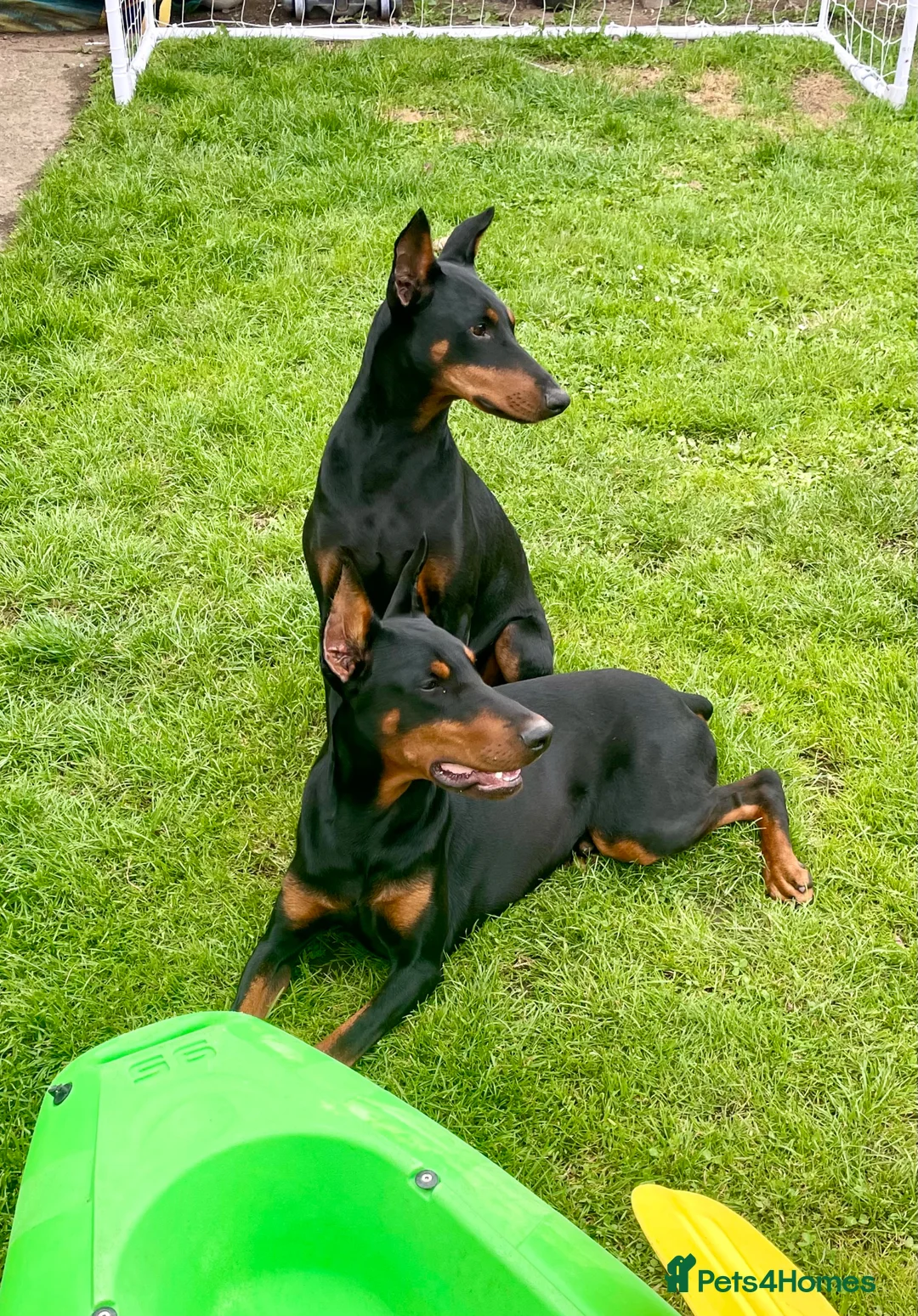 Dobermann dogs for sale: Doberman puppies  - Advert 10