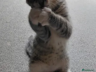 Siberian cats Adorable and playful boy / bengal calico mix breed - Advert 4