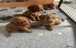 Cockapoo dogs for sale: Beautiful Red F1B Cockapoo puppies  - Image 9