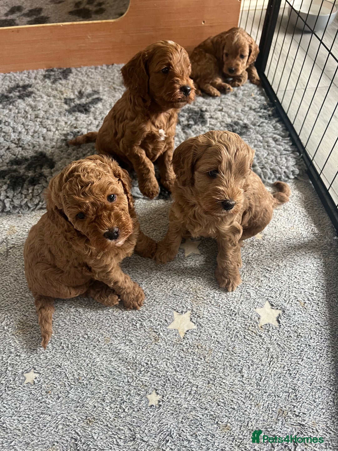 Cockapoo dogs for sale: Beautiful Red F1B Cockapoo puppies  - Image 9