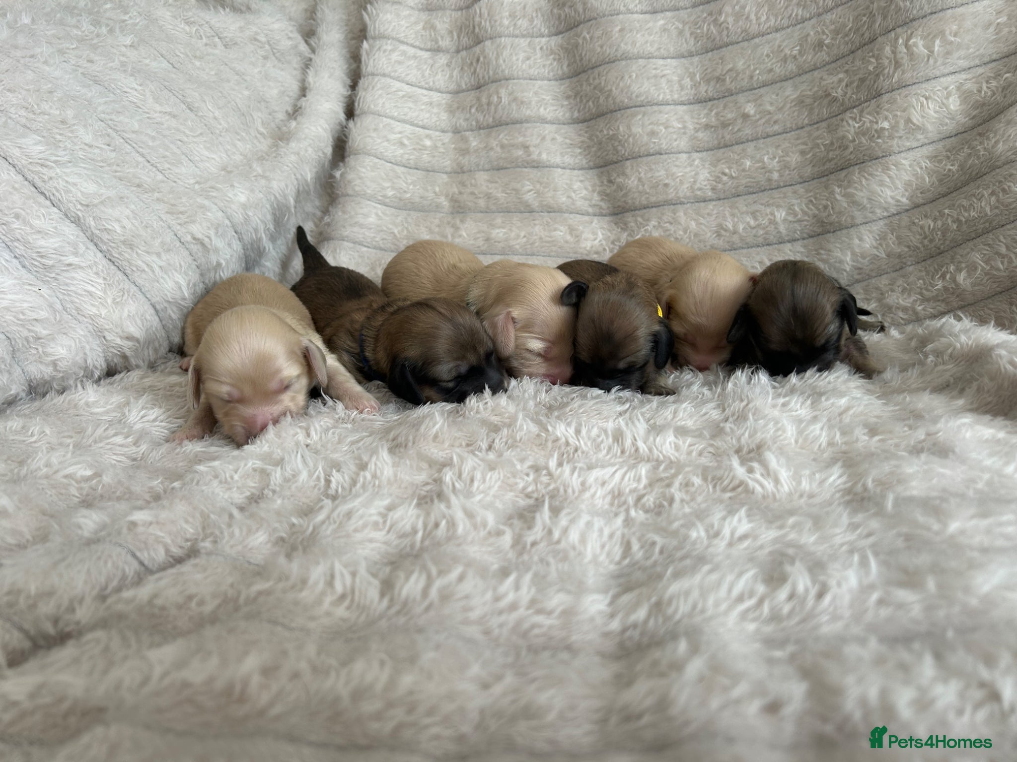 Miniature Dachshund dogs Stunning Champion Cream Miniature Dachshunds!  - Advert 1