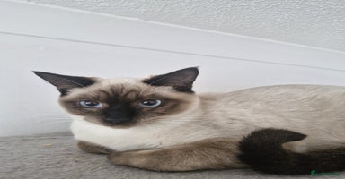 Snowshoe cats Very rare Pedigree Snowshoe kittens ready to go   - Advert 12