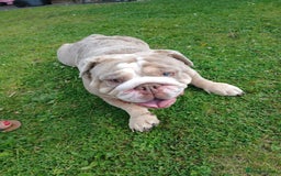 Mixed Breed dogs for sale: Lilac and tan tri Merle bulldog  - Image 2