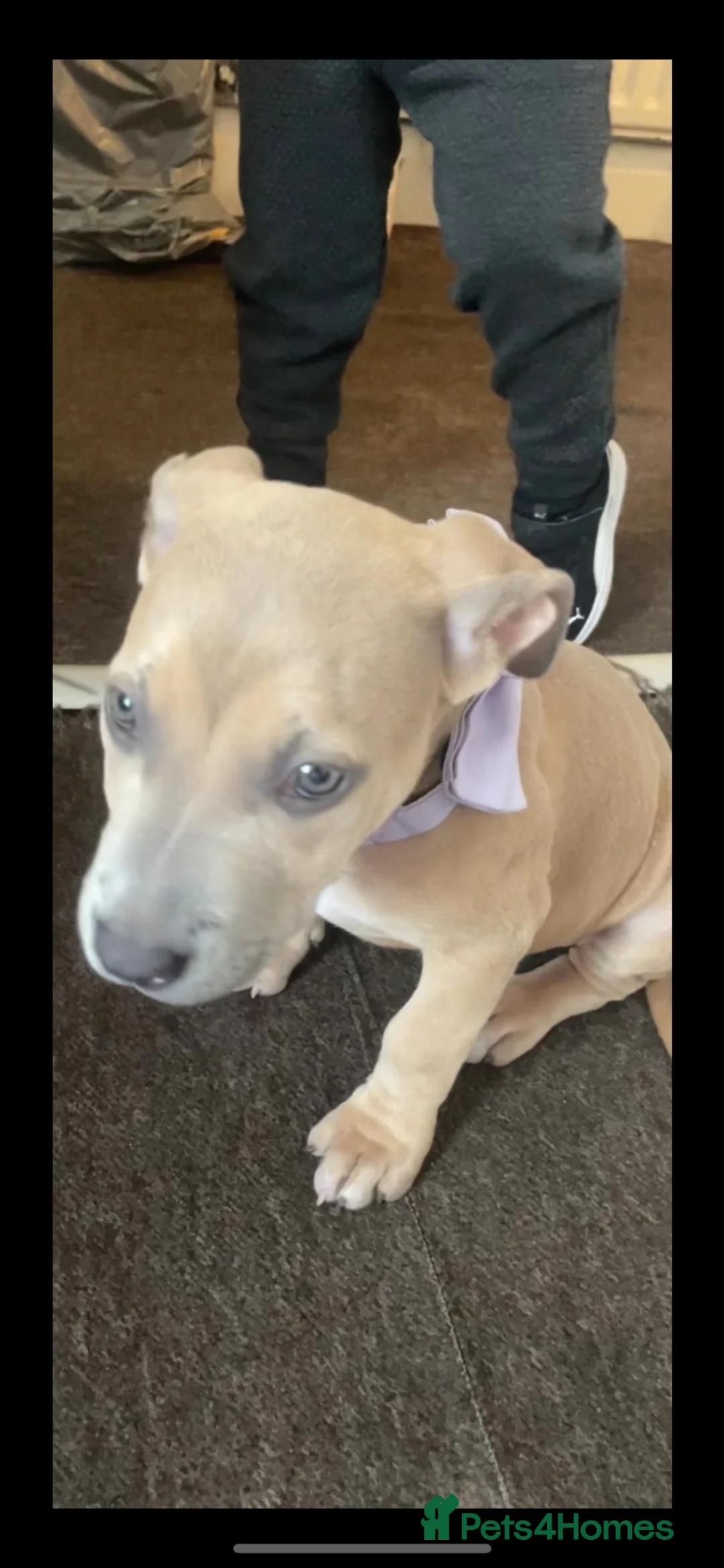 Mixed Breed dogs for sale: 13 week old pup in London - Advert 3