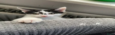 Mixed Breed Kitten 4