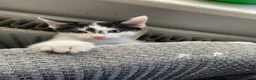 Mixed Breed cats for sale: Kittens for forever homes in Liverpool - Advert 7