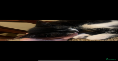 Mixed Breed cats - Advert 8
