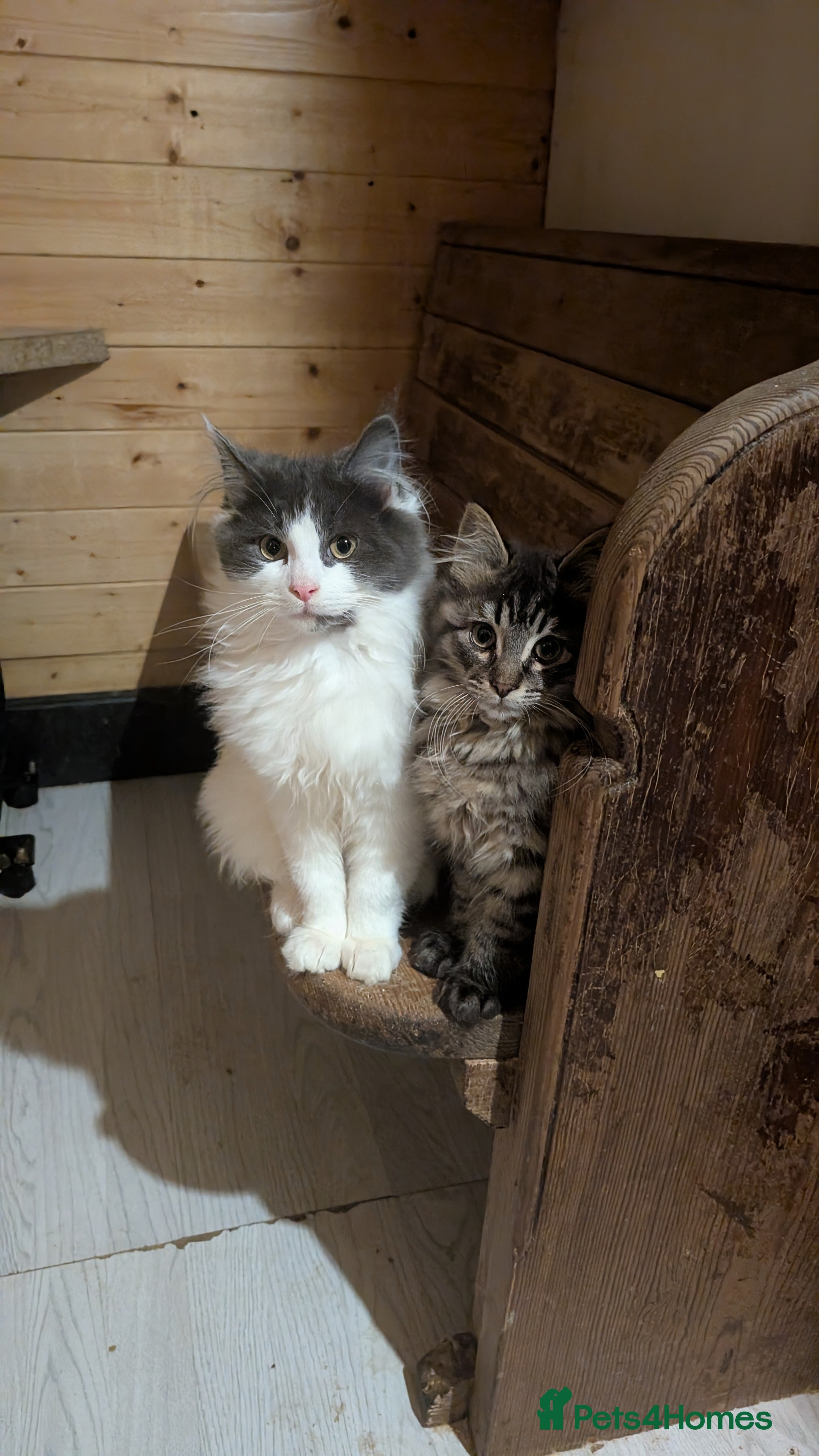 Maine Coon cats Maine Coon Pedigree kittens - Advert 17