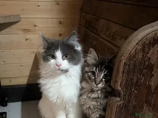 Maine Coon cats Maine Coon Pedigree kittens - Advert 17