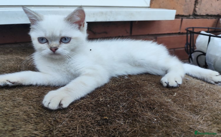 British Shorthair cats - Advert 11