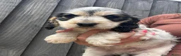 Cocker Spaniel dogs for sale: Beautiful Show Cocker Spaniels in Worksop - Advert 6