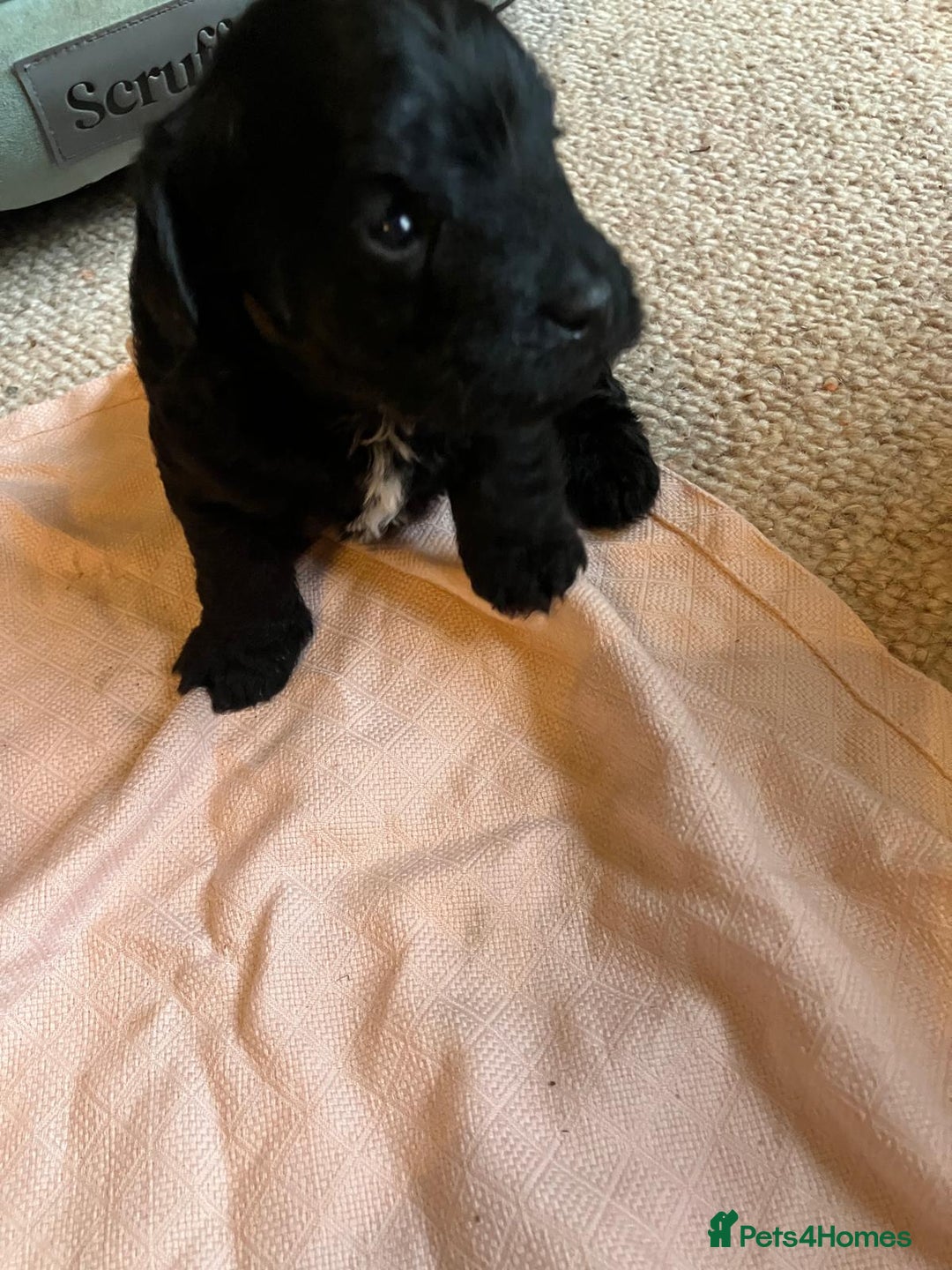 Jackapoo dogs for sale: Gorgeous little Jackapoo pup for sale  - Advert 4