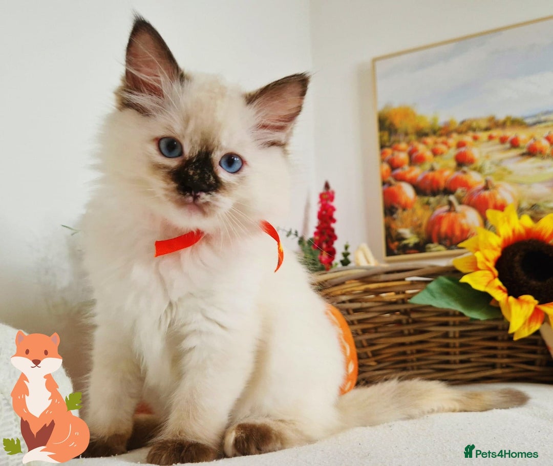Ragdoll cats for sale: GCCF Ragdoll Kittens - Outstanding!  - Image 9