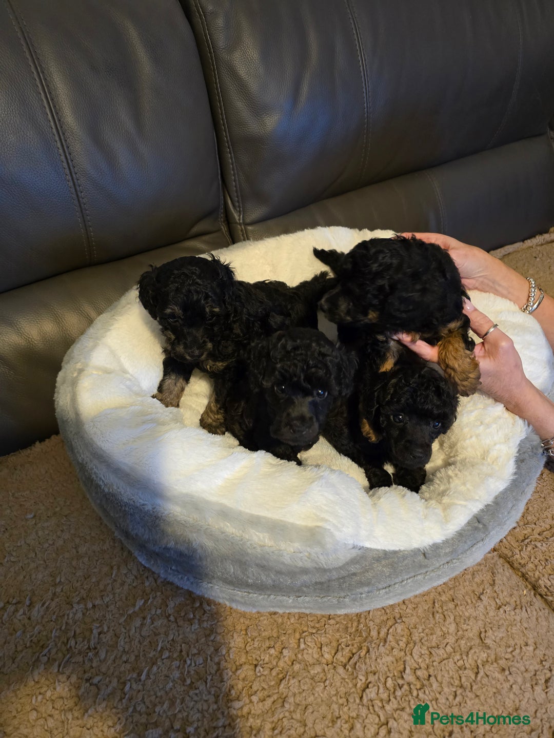Miniature Poodle dogs for sale: 4 Amazing miniature poodles  - Advert 6