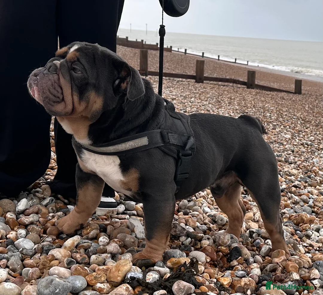 English Bulldog dogs for stud: Blue Tri stud boy  - Advert 7