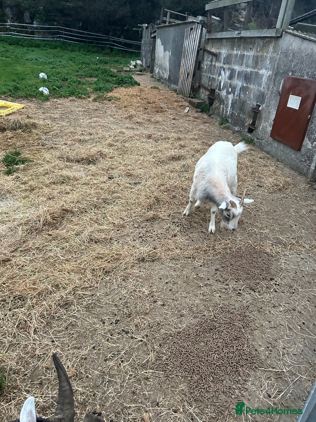 Goats livestock for sale: Mixed goats - Advert 12