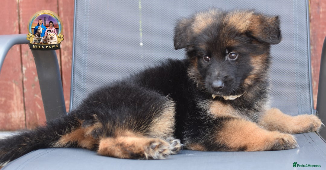 German Shepherd dogs for sale: 🤩💥READY NOW 🤩💥German shepherd puppies  - Image 22