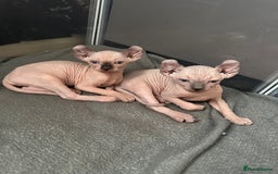 Sphynx cats for sale: Elf kittens 🔥🔥🔥 - Image 10