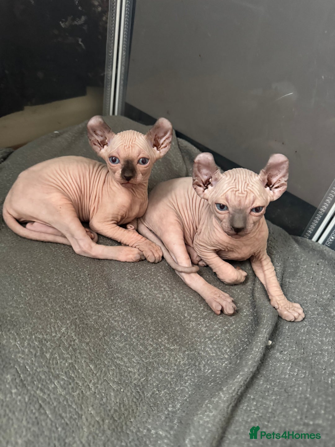 Sphynx cats for sale: Elf kittens 🔥🔥🔥 - Image 10
