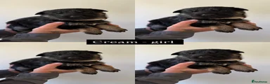 German Shepherd 7