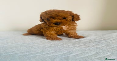 Maltipoo dogs - Advert 5