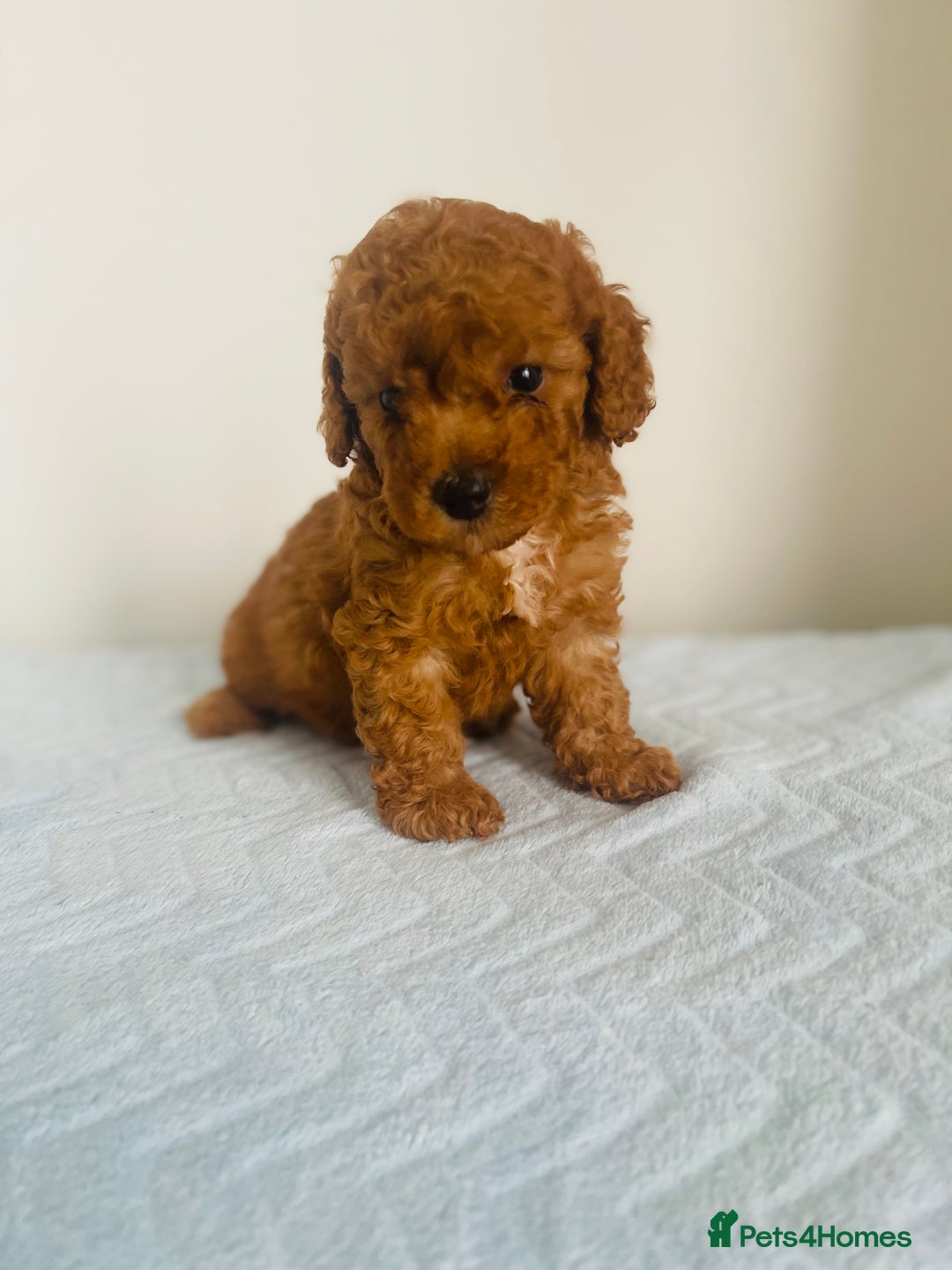 Maltipoo dogs for sale: 🐾 F1BB Maltipoo Puppies  - Image 2
