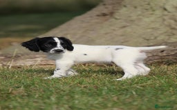 English Springer Spaniel dogs for sale: Ftch KC Springer Spaniels! - Image 4