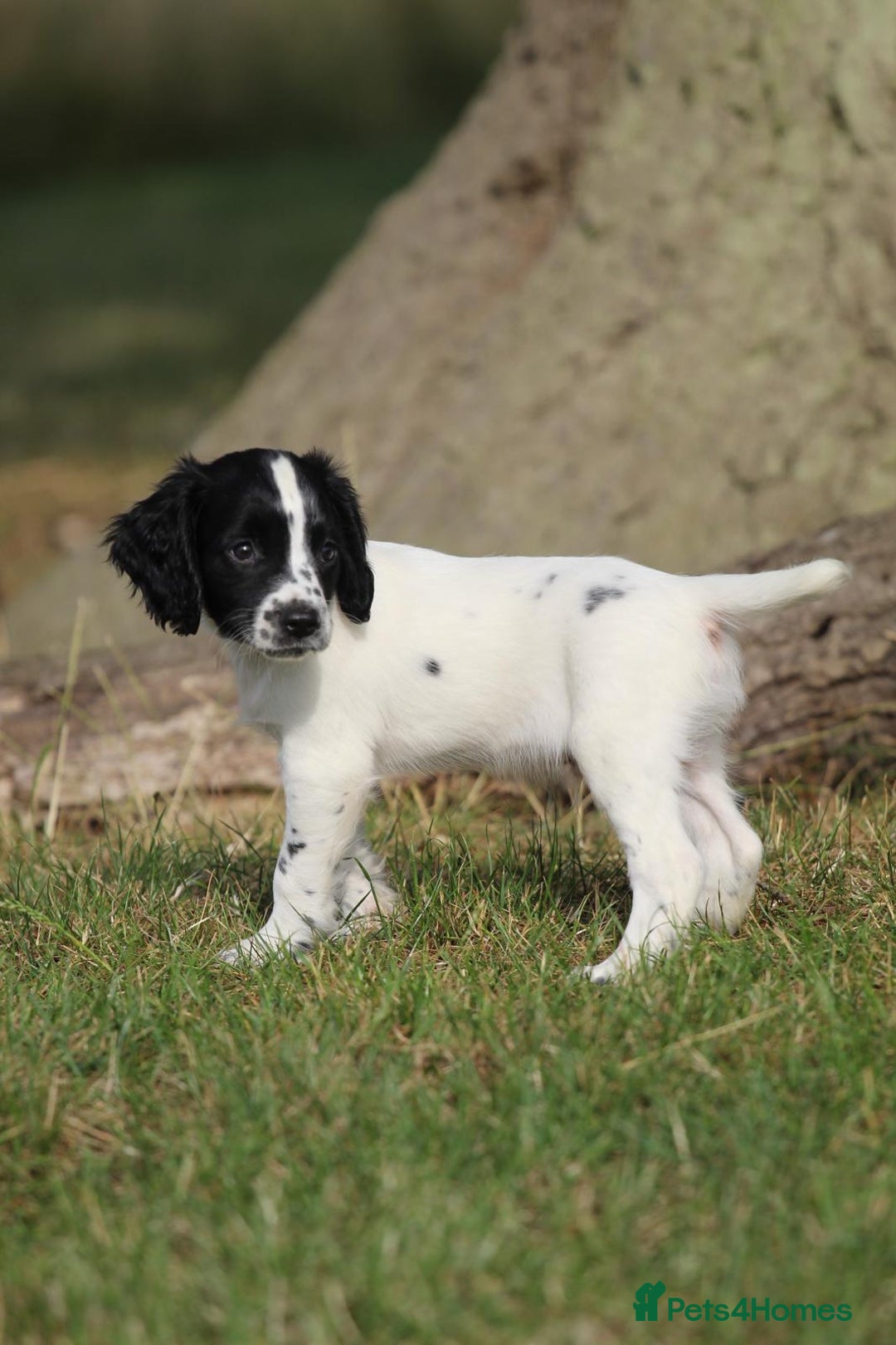 English Springer Spaniel dogs for sale: Ftch KC Springer Spaniels! - Image 4