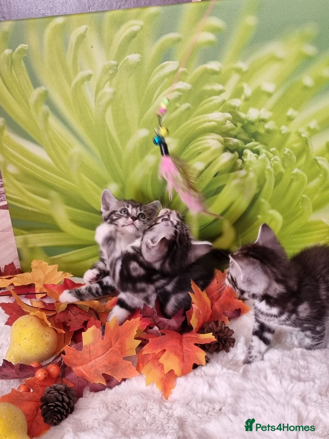 British Shorthair cats for sale: British Shorthair Tabby  - Image 22