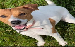 Jack Russell dogs for sale: Rehome  - Image 3