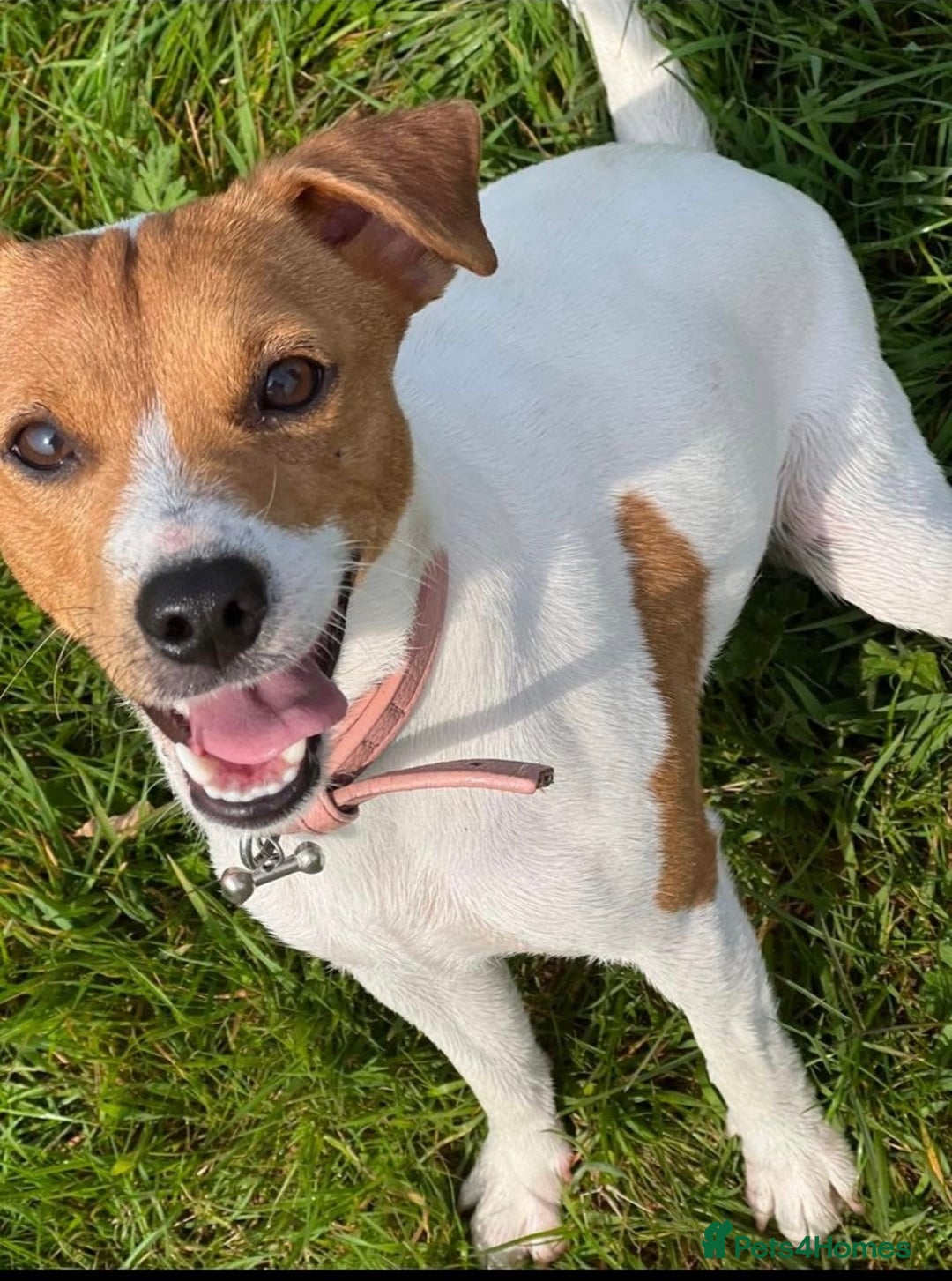 Jack Russell dogs for sale: Rehome  - Image 3