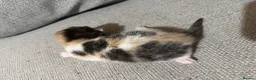 Mixed Breed cats for sale: Gorgeous kittens - Advert 4