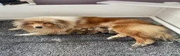 Rough Collie dogs for sale: KC registered 6 month male puppy - Advert 1