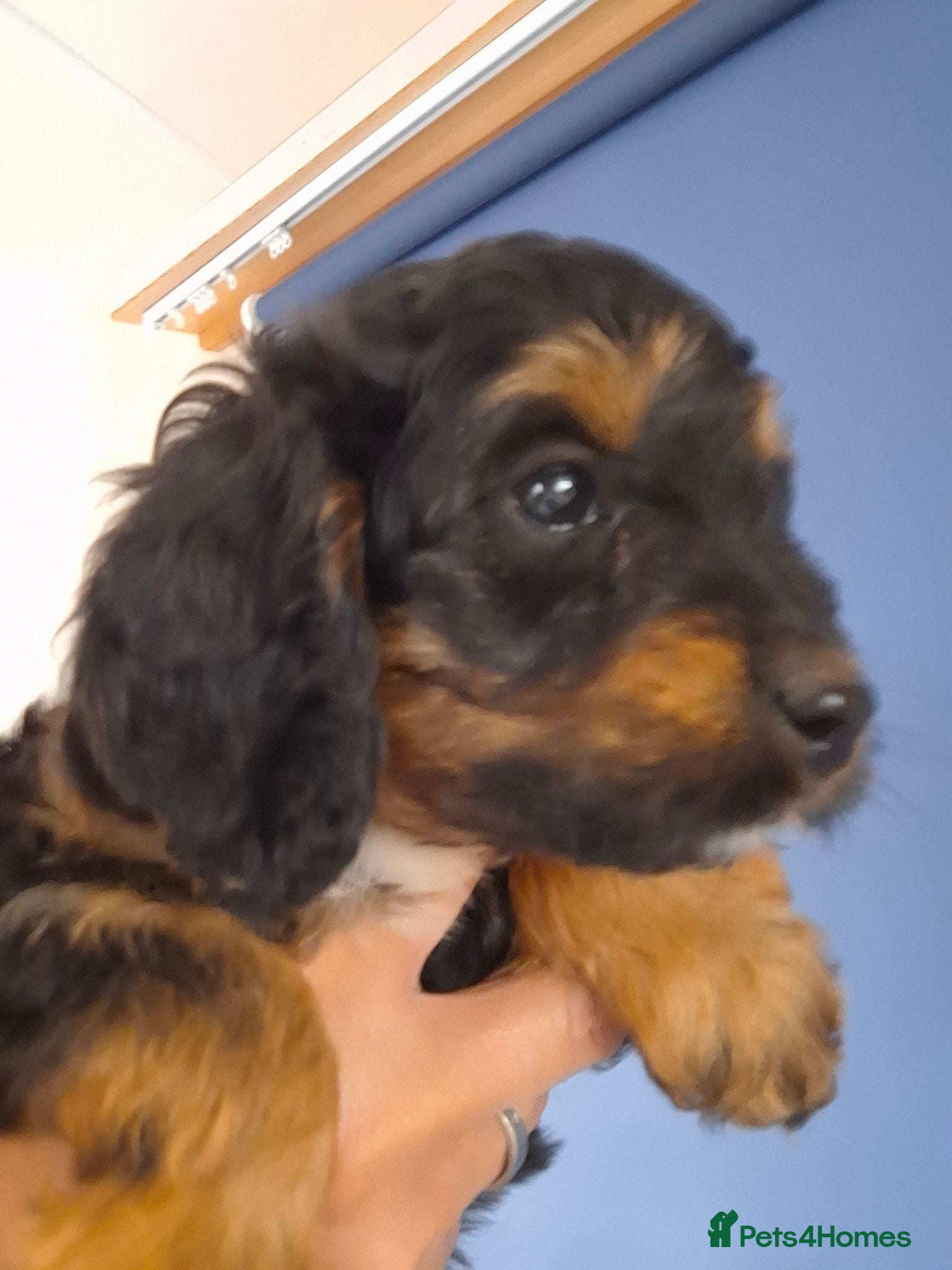 Cavapoo dogs 2 LEFT!! 4 Weeks free insurance  - Advert 2
