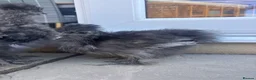 Chickens poultry for sale: Silkie cock in Sturminster Newton - Advert 4