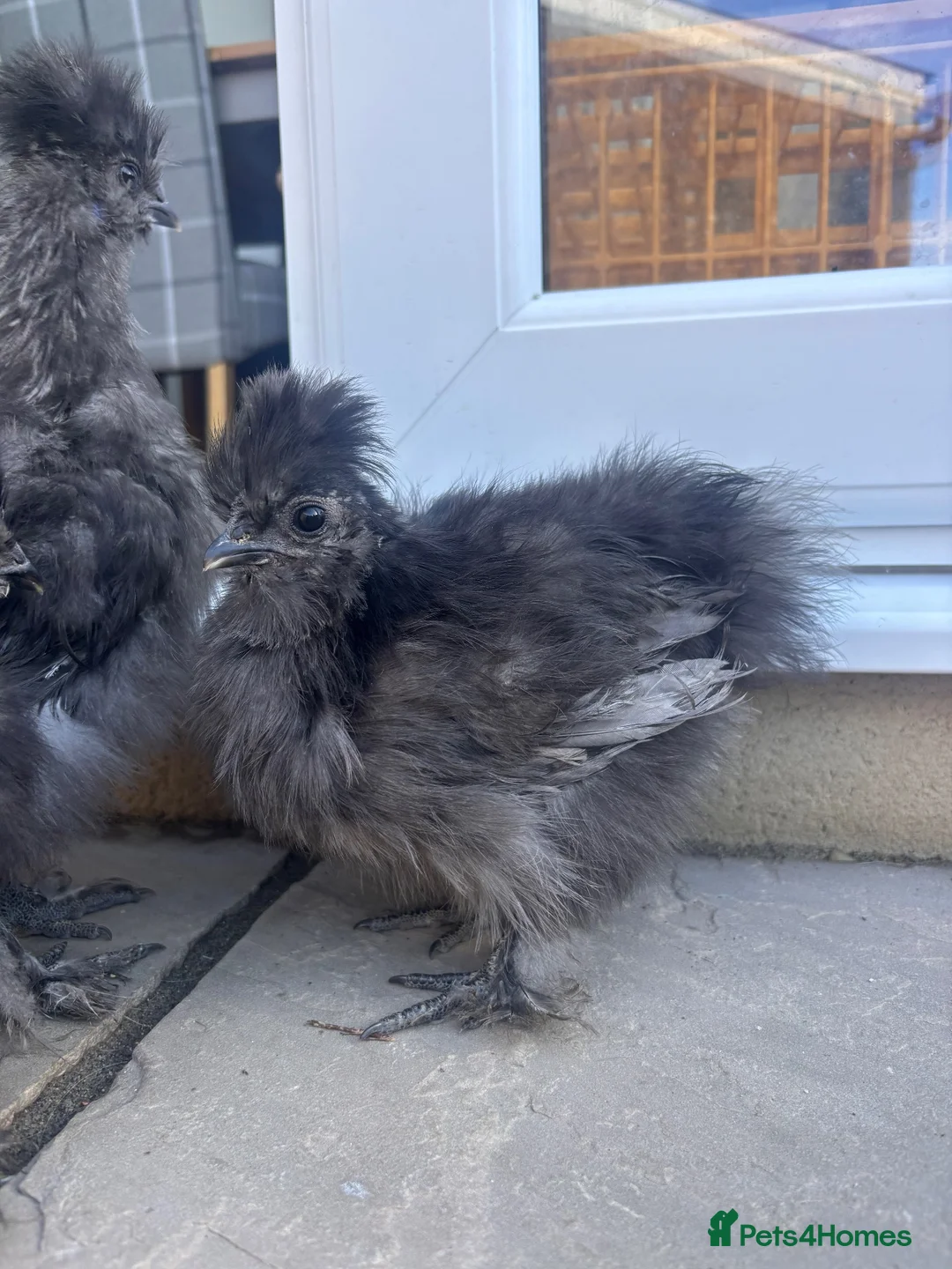 Chickens poultry for sale: Silkie cock in Sturminster Newton - Advert 4