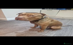 Mixed Breed dogs for sale: Meet Nelson - Image 6